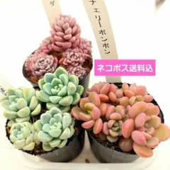 ㉔ベティ❣️あんず❣️ももも❣️発根済!つぶつぶ屋さん ネコポス送料