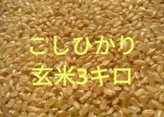 コシヒカリ玄米３ｋｇ 食物繊維豊富 ダイエット米 低ＧＩ食品のサムネイル