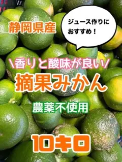 和歌山県産 生産地域限定 【希少品種 】紫小梅 5Kg みかんキング