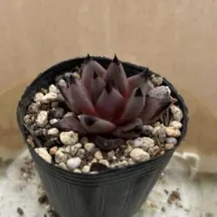 16.ブラックプリンス 抜き苗 多肉植物 - メルカリ