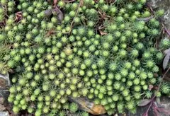 多肉植物セダム　カット苗