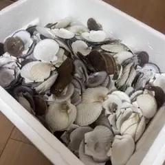 北海道産冷凍ホタテ貝柱 1k ワレ・カケの無い正規品 4S5S mix 刺身用