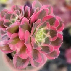 アエオニウム メープルリーフ 多肉植物 抜き苗 - メルカリ