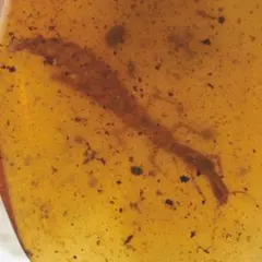 レア極上品PA0030虫入り琥珀化石　ミャンマーカムティかタナイ9900万年前