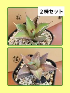 紫月様 リクエスト 2点 まとめ商品