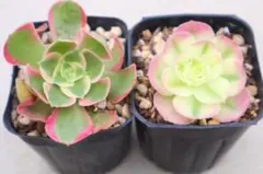 アエオニウム 2種3点セット　yuki♡　メルカリ便発送 多肉植物 アエオニウム2品種セット「傾城&黒魔錦」 - メルカリ