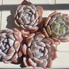 多肉植物♡シェリー