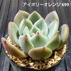 アイボリーオレンジ 699 エケベリア 多肉植物 抜き苗