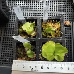 ビカクシダ リドレイ シルベリー マダガスカリエンセ ワンダエドワーフ