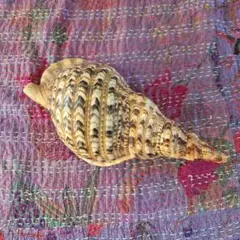 2025年最新】法螺貝の人気アイテム - メルカリ