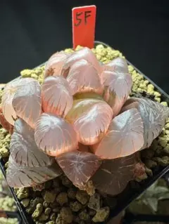 14c 多肉植物　ハオルチア　赤線錦糊斑　自家繁殖　鉢植え発送 2d 多肉植物 ハオルチア 赤線錦糊斑 自家繁殖 鉢植え発送 - メルカリ