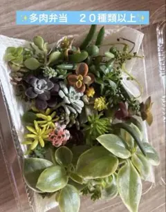 多肉植物 寄せ植え用 カット苗セットのサムネイル