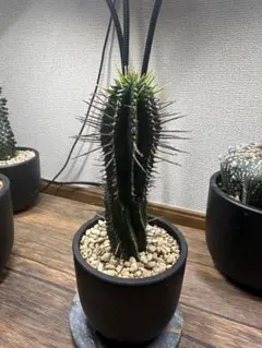 肉まんじゅう様 リクエスト 2点 まとめ商品