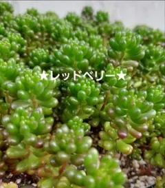 ★多肉植物★ レッドベリー カット苗 7カットのサムネイル