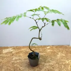 斑入り ネムノキ 合歓木 エバーフレッシュ 盆栽 山野草 観葉植物
