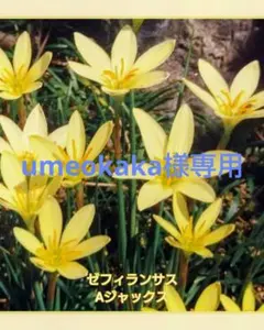 umeokaka様 リクエスト 2点 まとめ商品