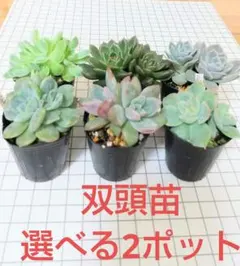 多肉植物(双頭・エケベリア) 選べる2ポット抜き苗セットのサムネイル