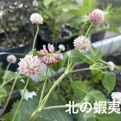 ✿Dom❤Mia✿様 リクエスト おまとめ4点 - メルカリ