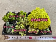 セダムカット苗寄せ植えセット
