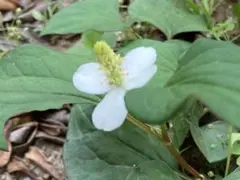 かなママ様 リクエスト 2点 まとめ商品