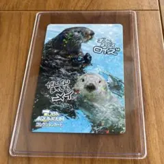 鳥羽水族館 ラッコ飼育40周年記念 メモリアルBOOK &ブランケット