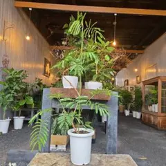 大型 エバーフレッシュ 曲がり仕立て 9号 陶器鉢 植え込み発送 - メルカリ