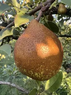 ニャーちゃん様専用