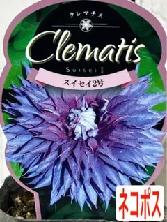 クレマチス ジャックマニィ系 紫、抜き苗をネコポス発送、鉢代＋500円