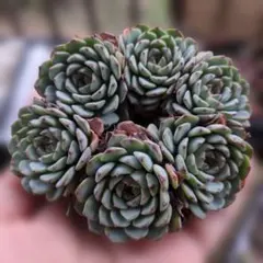 アンモコ様 リクエスト 3点 まとめ商品