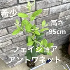 21 希少 フェイジョア アントワネット 挿し木苗 高さ95㌢程 証票付 21 希少 フェイジョア アントワネット 挿し木苗 高さ95㌢程 証票付