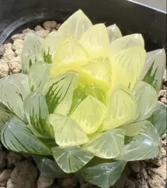 多肉植物　ハオルチア　竜鱗オブツーサ錦　糊斑　超美品のサムネイル
