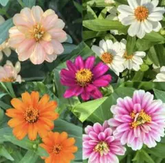 花の種　ジニア　ミックス　200粒　セット