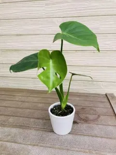 Q333 Monstera Lemon Lime モンステラ レモンラ - メルカリ