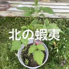 1メートル30グレンモイとげなしラズベリー 苗木 鉢植え - メルカリ