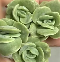 즙이 많은 에케베리아 러블리 로즈 컷 모종 4개
