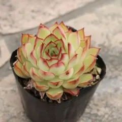 ニシキーナ様 リクエスト 3点 まとめ商品