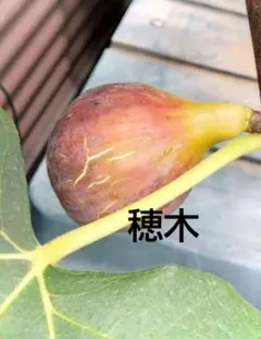 2025年最新】いちじく穂木の人気アイテム - メルカリ