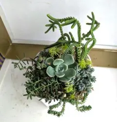 お得セット！！つぶつぶ屋さんおはな　多肉寄植え　限定1つのサムネイル