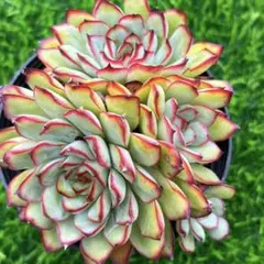 miso苗 双頭⭐️デレッセーナ×メキシコポルデンシス⭐️ミソップさん 多肉 miso苗 双頭⭐️デレッセーナ×メキシコポルデンシス⭐️ミソップ