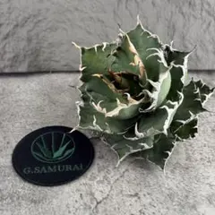 2026年最新】アガベ オアハカの人気アイテム - メルカリ