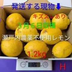 H ３月６日収穫 新鮮！瀬戸内の農薬不使用レモン　キズスレあり