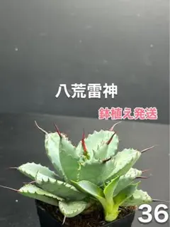 アガベ　八荒雷神　子株付き‼️自社OC株‼️鉢植え発送‼️ 36のサムネイル