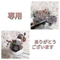 【専用】そのまま飾れる多肉植物の寄せ植え　ちまトラ　ちまベンチ　ミニチュア