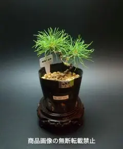 NGY1074　五葉松　 那須五葉松　松　苗　盆栽　盆栽素材のサムネイル