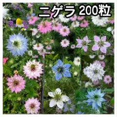ニゲラ200粒☆クロタネソウ☆おまけの種付き☆花の種☆2026年採取