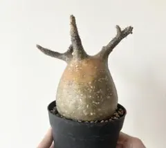 2026年最新】パキポディウム・グラキリスの人気アイテム - メルカリ