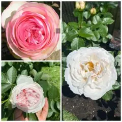 花苗　自根苗　バラの挿し木 3ポットセット　綺麗バラ