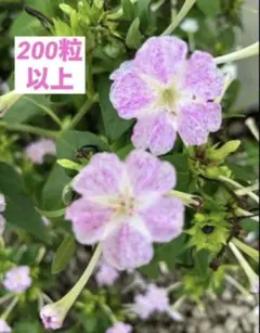 【ほったらかしで大丈夫】オシロイバナの種200粒❷2773のサムネイル