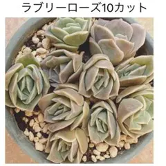 ラブリーローズ10カット　カット苗　多肉植物　エケベリア　寄せ植えや多肉丼