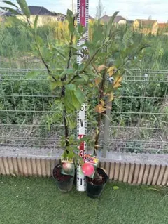TK様専用プラム 苗木 鉢植え 5種セット 貴陽 ソルダム メスレー 太陽